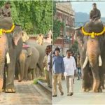 mys elephant weight collage