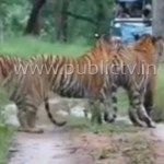 mys safari tiger 1 copy