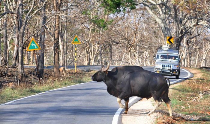 BANDIPUR