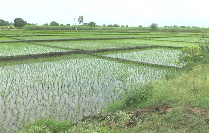 Paddy farm