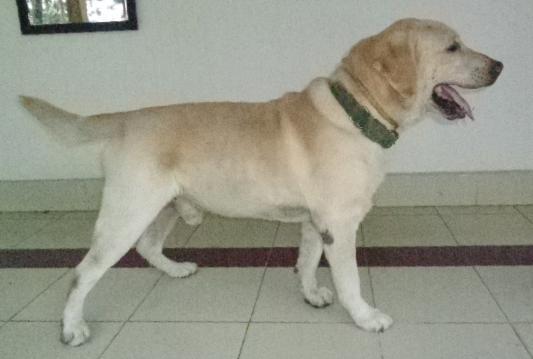 army dog 2