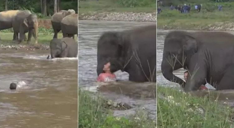 baby elephant