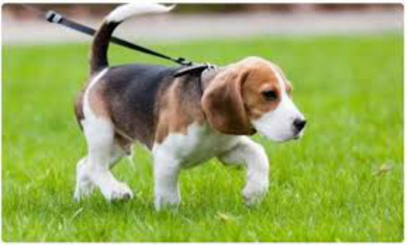 dog death