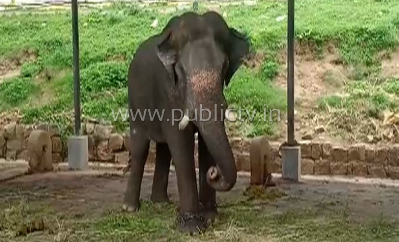 eshwar elephant