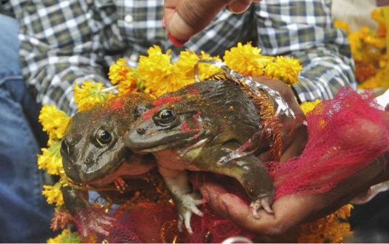 frog divorce