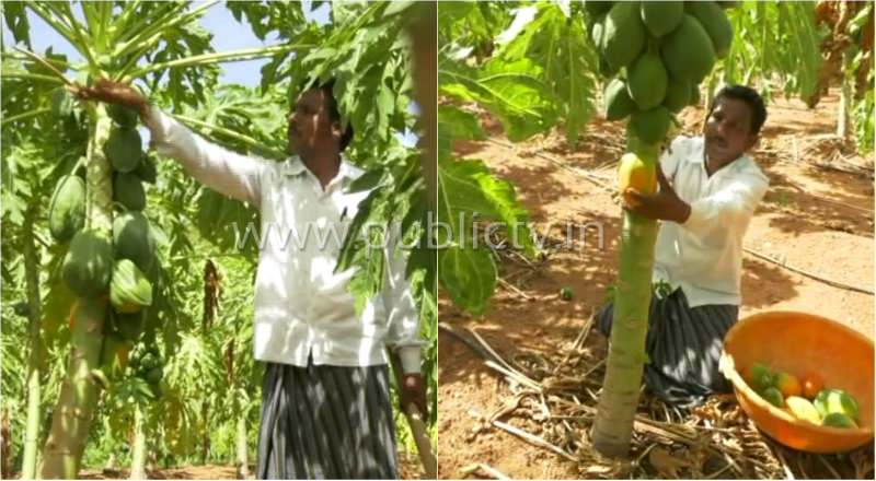 gdg farmer 1