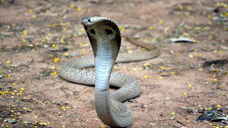 snake