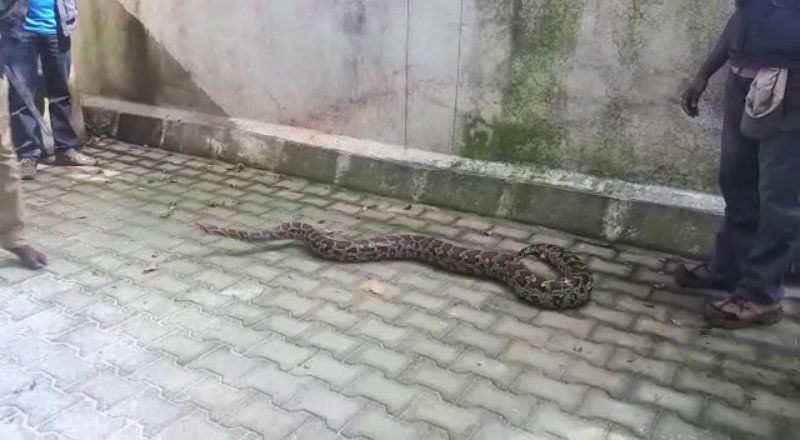Bengaluru Rock Python 2