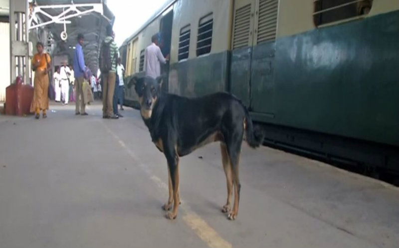 Chennai Dog2