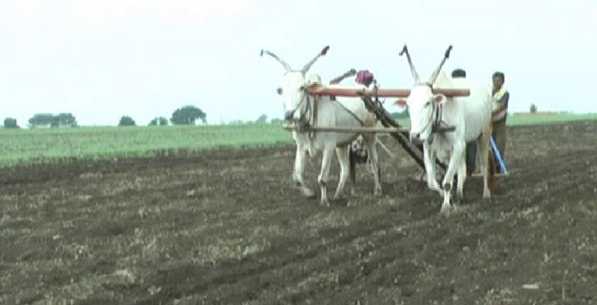 Farmer