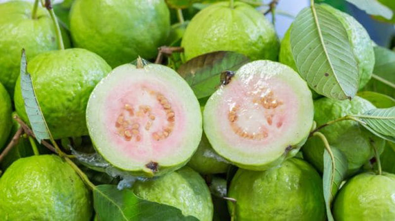 GUAVA 1