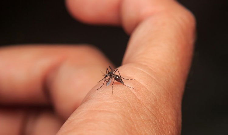 Mosquito 1