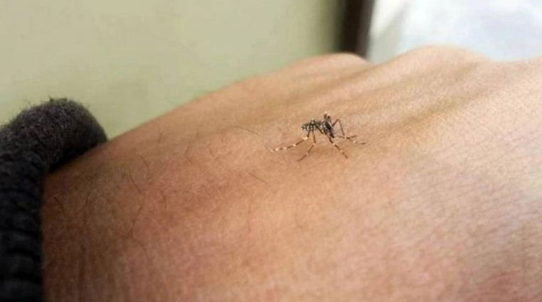 Mosquito