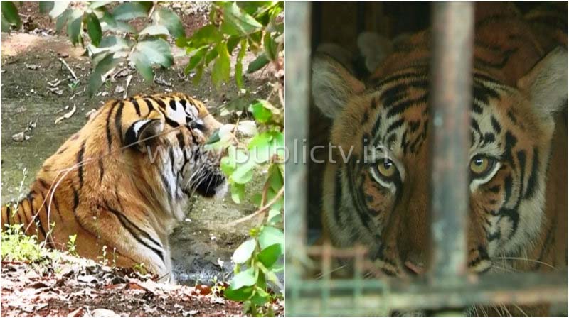collage Pilikula Biological Park 2