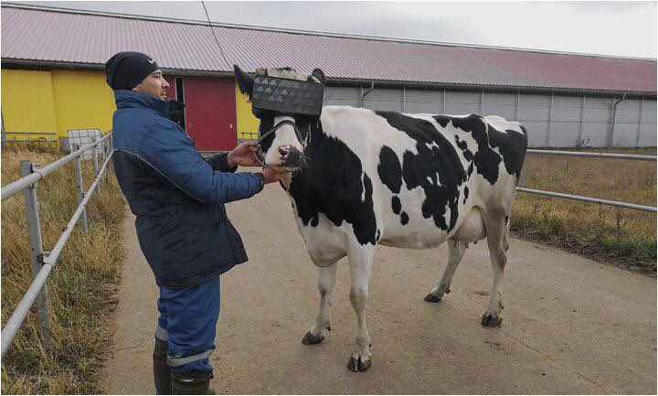 cow 3