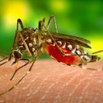 dengue 1