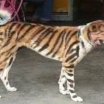 dog painted tiger