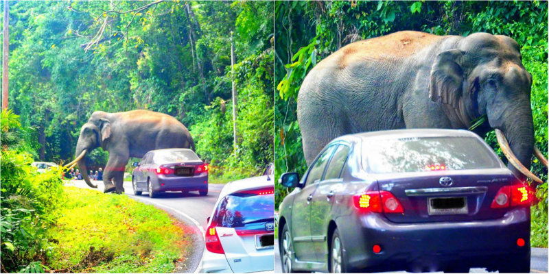 elephant car 3 1