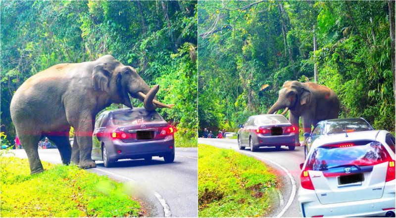 elephant car 4