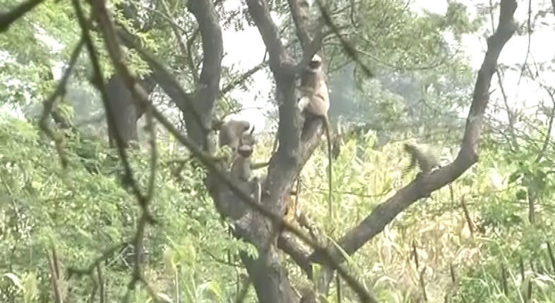 monkey 2 9 e1575092873325