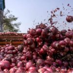 onions 2