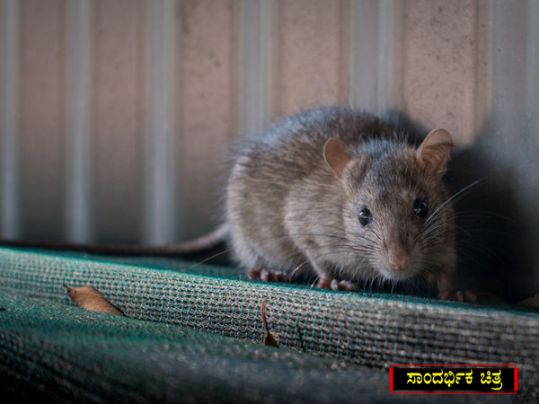 rat