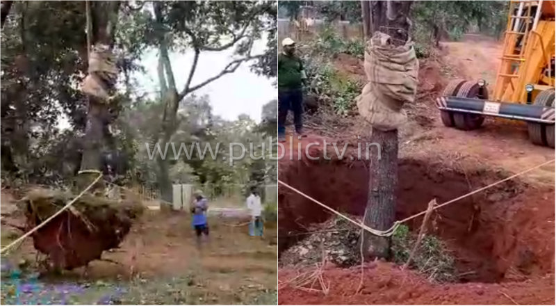 smg tree shifting 1
