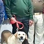 up dog