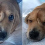 viral puppy