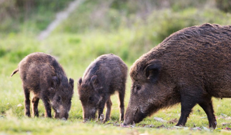 wild pig 1 1