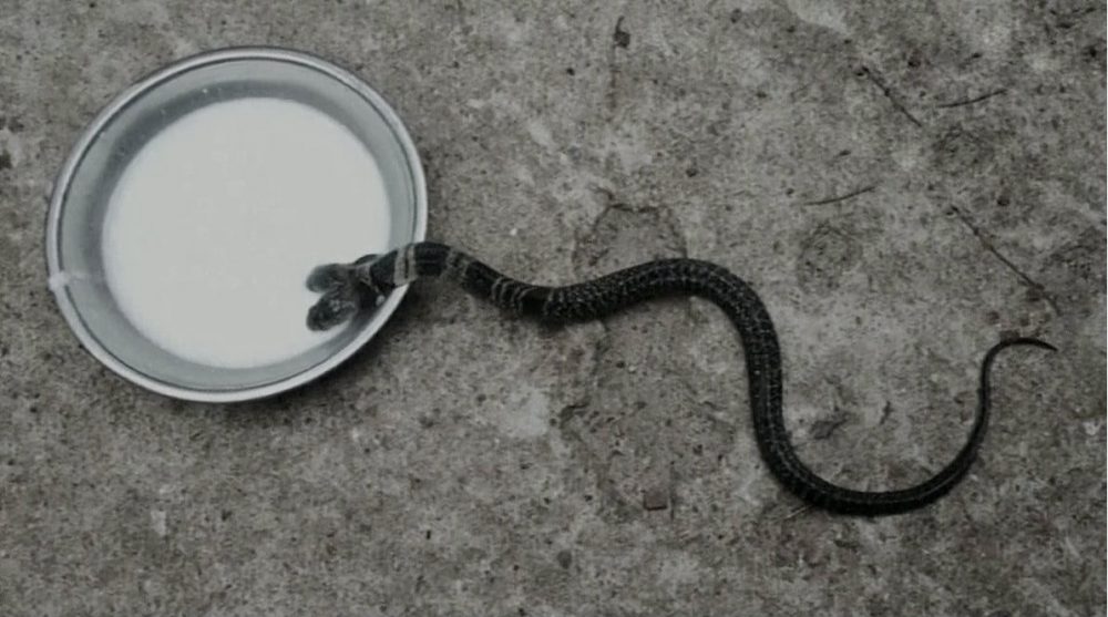 2 headed snake