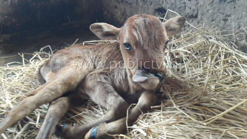 ckm cow 1 copy