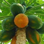 papaya seed 3