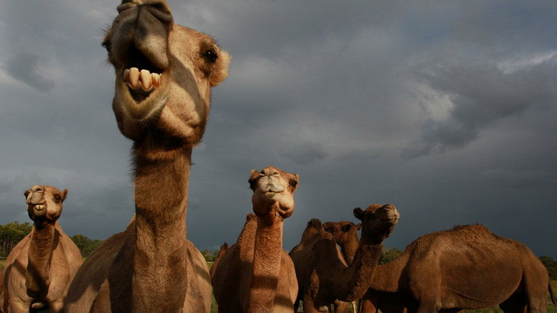 AUS CAMEL a