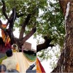 BDR NEEM TREE