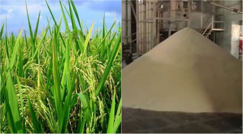 BLY RICE