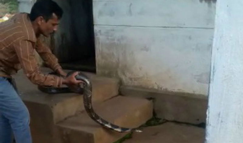 CKM King Cobra A