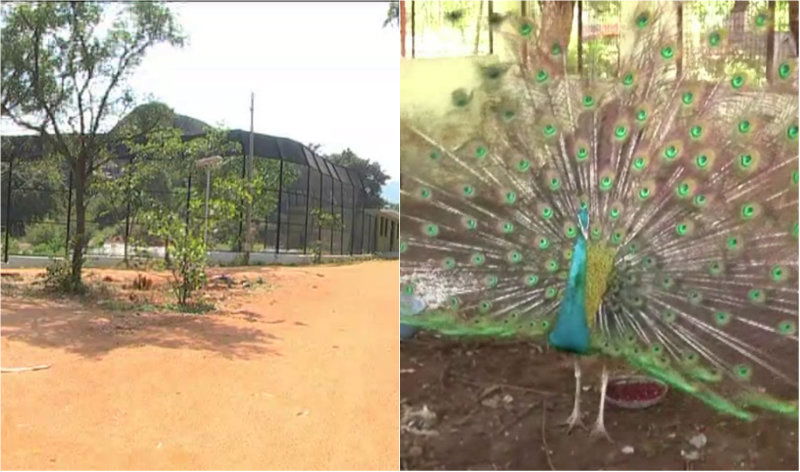 CTD Adumalleshwara Mini Zoo A