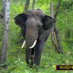 Elephant 1