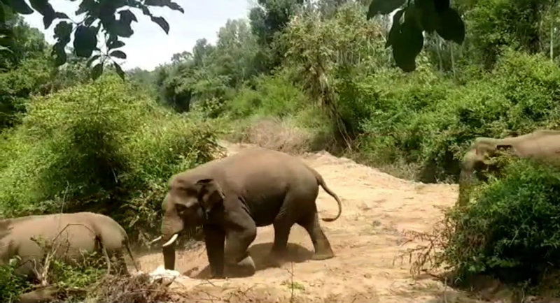 Madikeri Elephants2