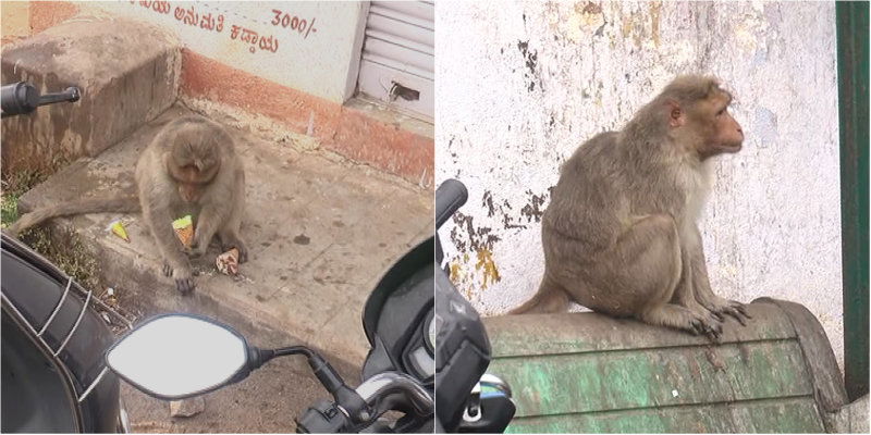 Nandi Hill Monkey 1