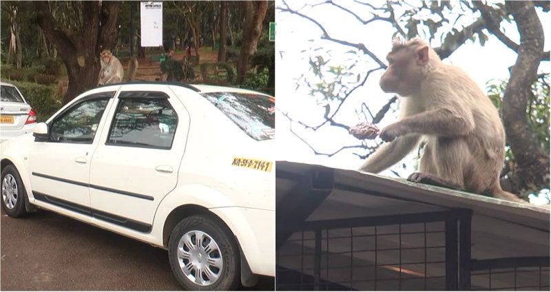 Nandi Hill Monkey 2