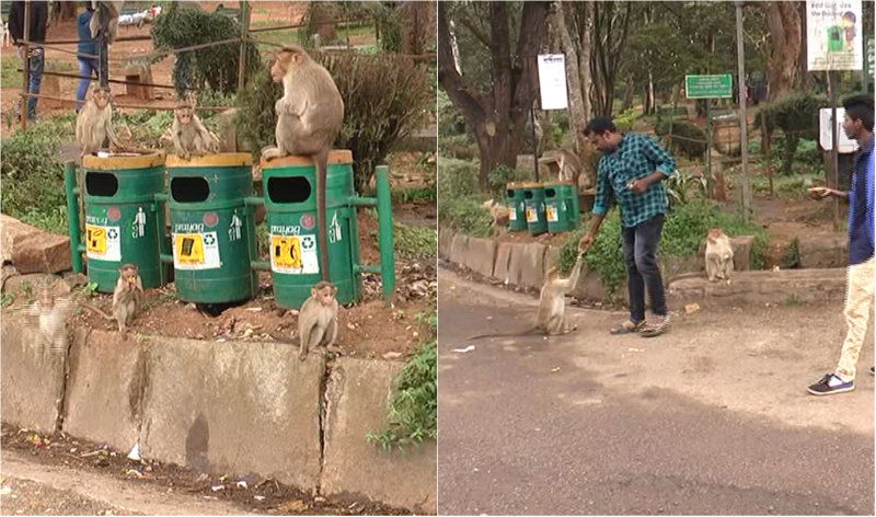 Nandi Hill Monkey