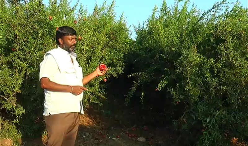 RCR Farmer A 1