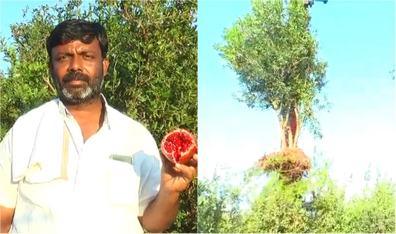 RCR Farmer B