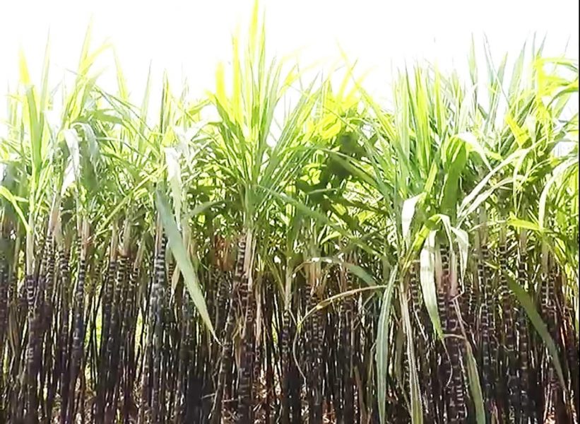 RMG 1 1