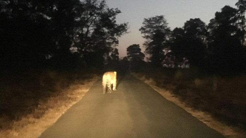 Tiger Road2