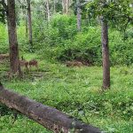 bandipur forest 1