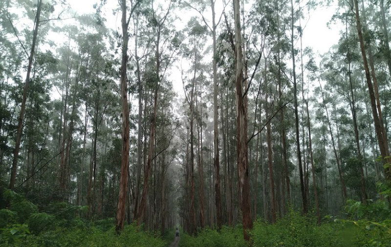 bandipur forest 3