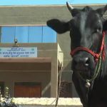 bdr pashu clinic